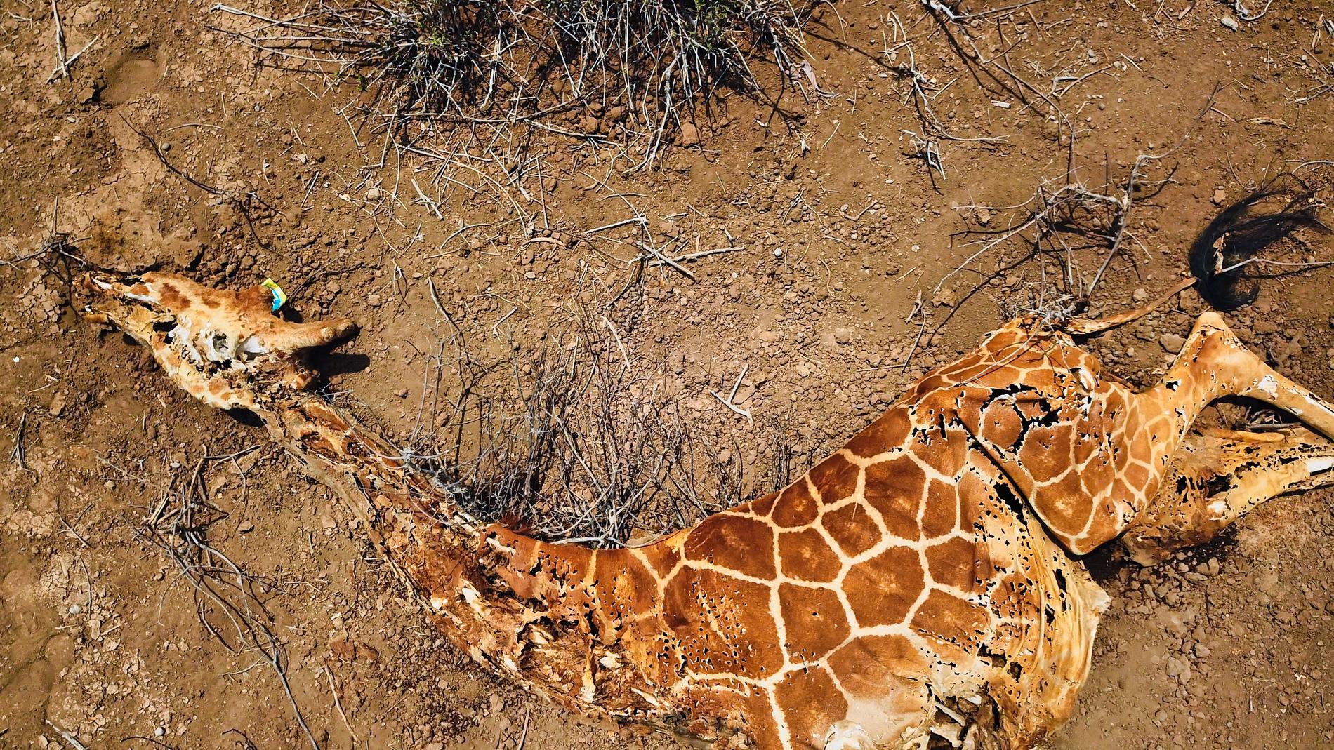 Foton som WWF tagit med drönare visar torkkatastrofens konsekvenser i Kenya: döda nätgiraffer, grevyzebror och elefanter.