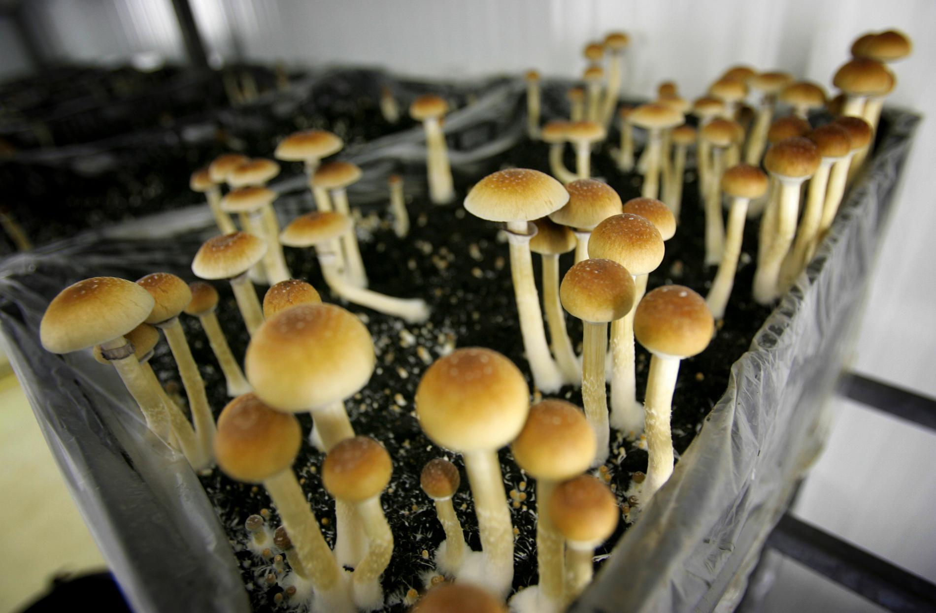 Psykedeliska svampar, här en odling i ett forskningslabb i Nederländerna.