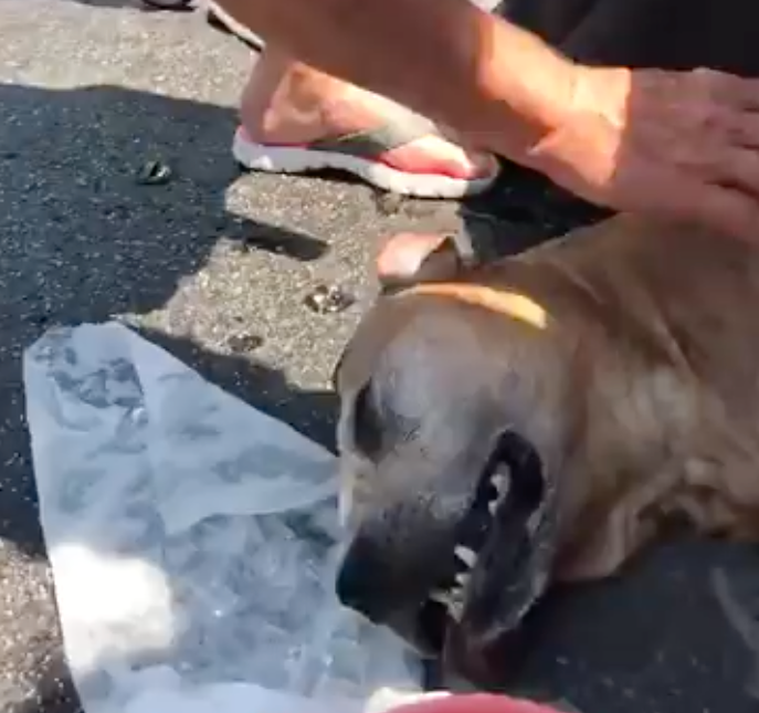 Flera försökte svalka hunden med vatten.