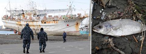 Efter att radioaktiviteten ökat med 80 gånger i japanska hav så blir det nu hårdare kontroll av skaldjur och fisk i Japan.