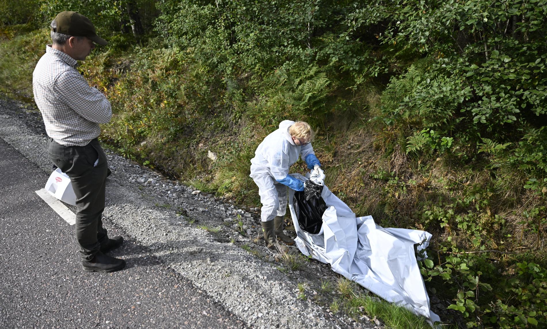 Prover tas på ett vildsvinskadaver vid en väg i Västmanland. Bilden är från september.