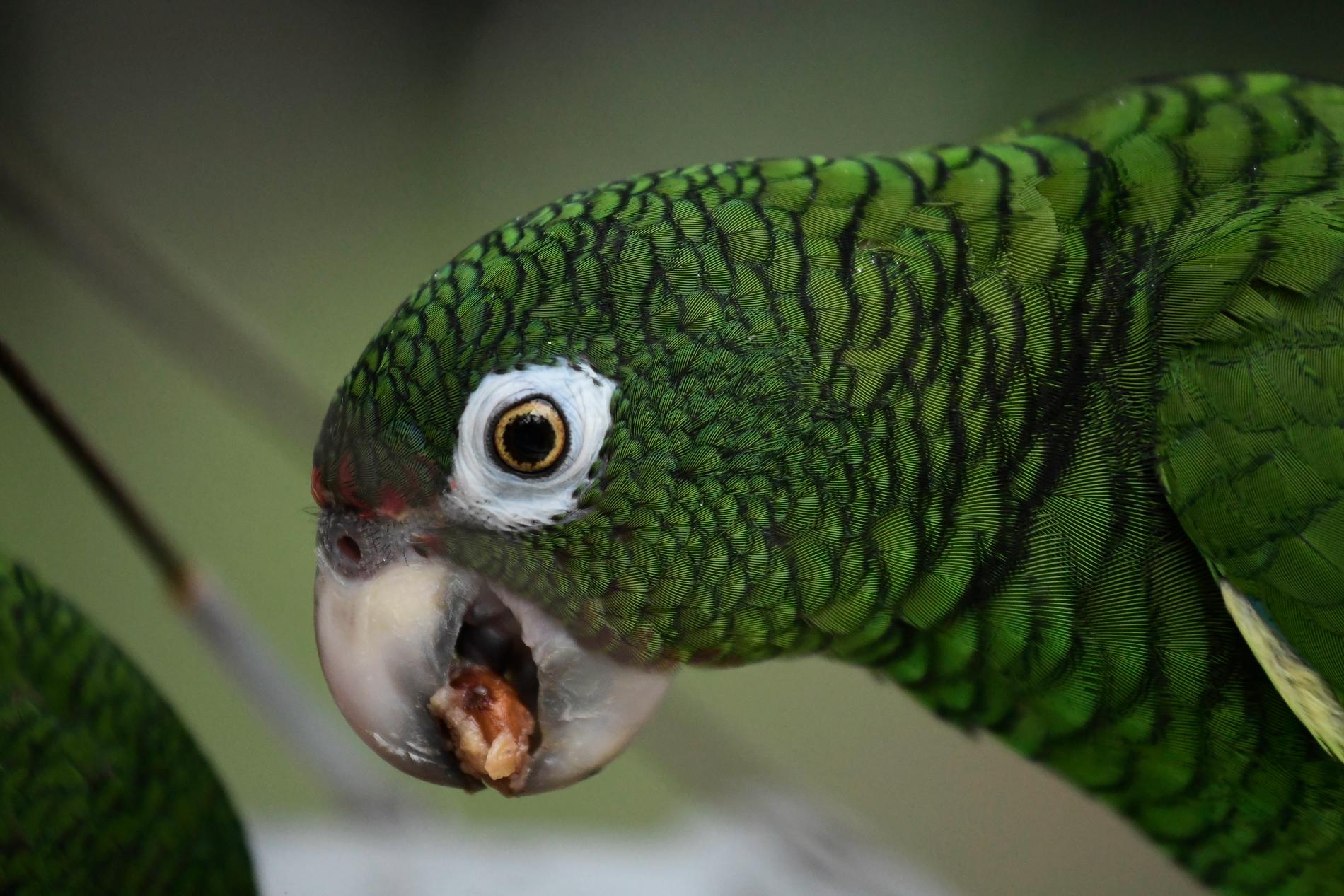 Resterna av en enorm, forntida släkting till dagens papegojor har hittats i Nya Zeeland. Arkivbild.