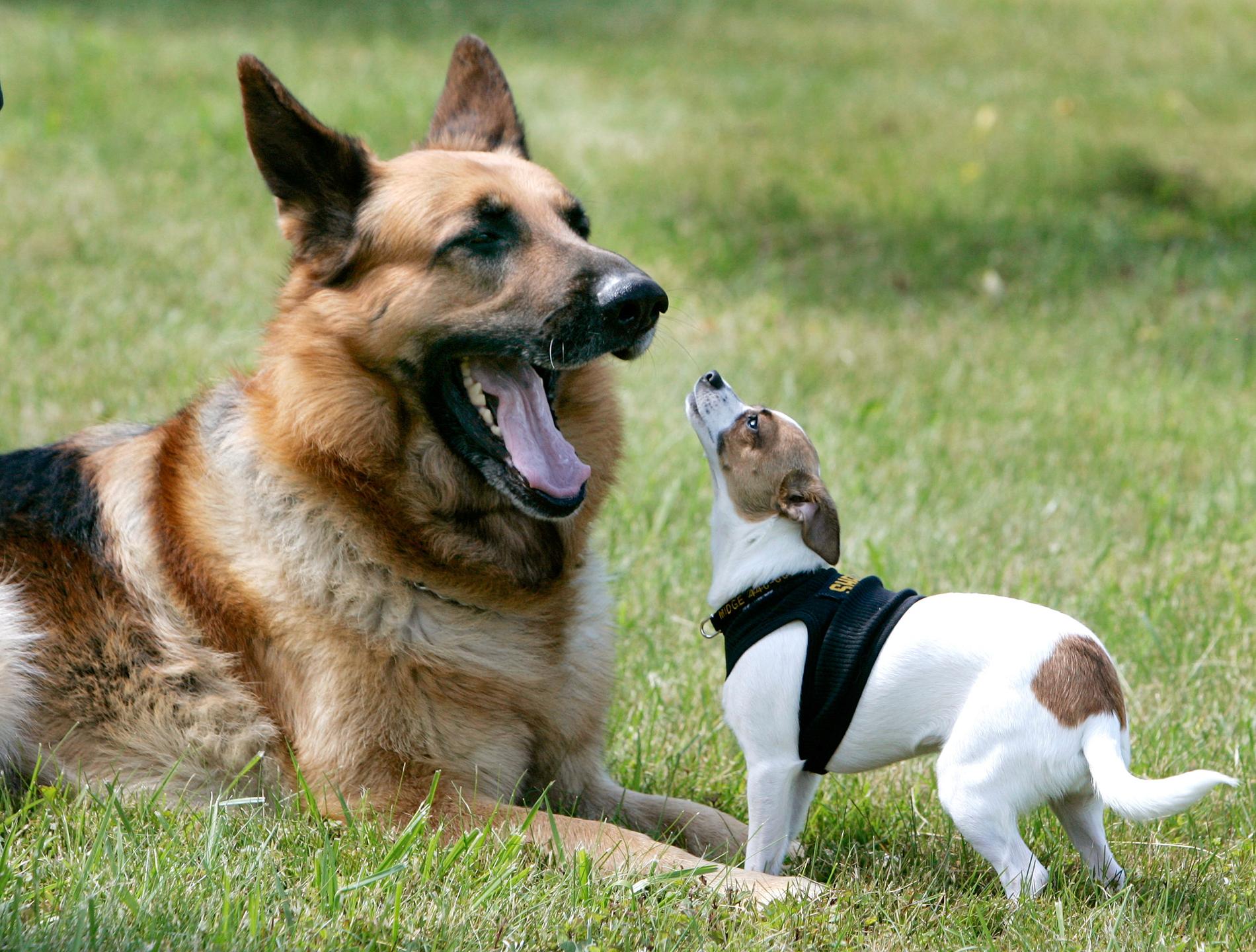 Midge blev utsedd till världens minsta polishund 2006.