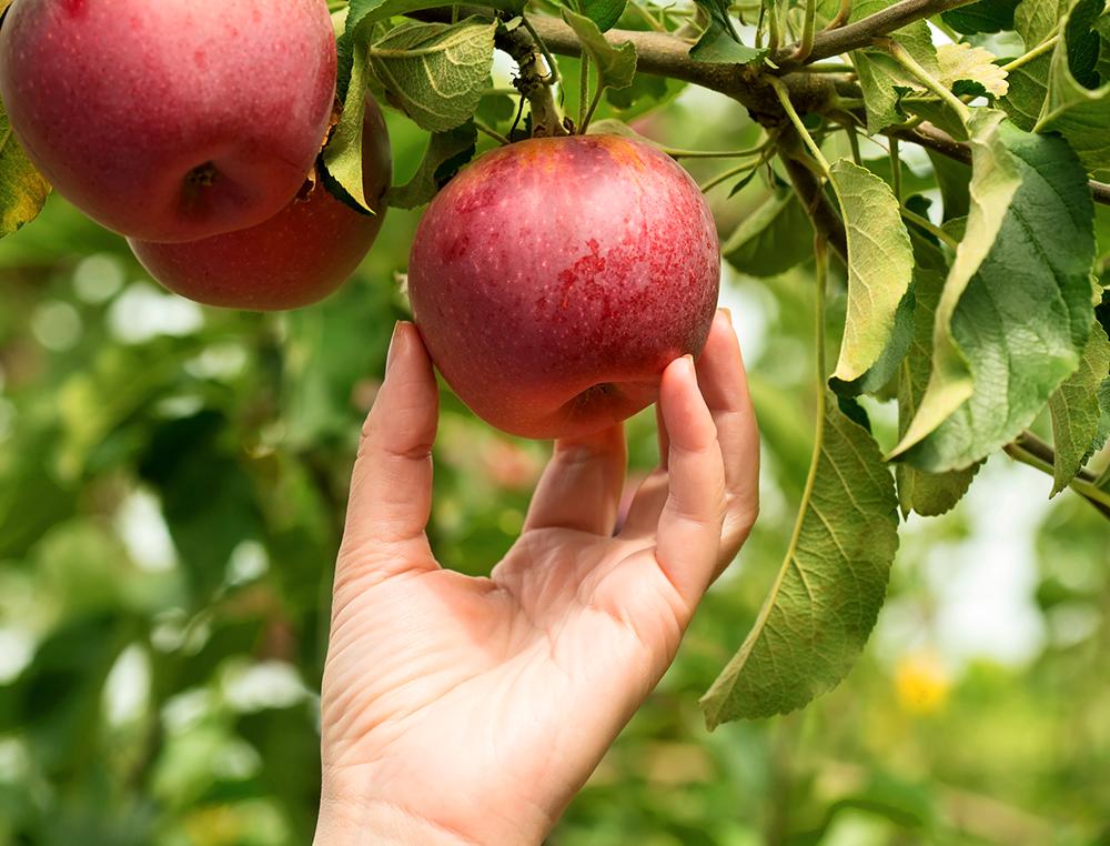 Sämsta äppelskörden på 50 år hävdar många.