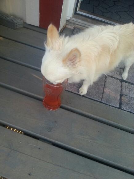 Shaggy dricker sin saft när det är varmt ute
