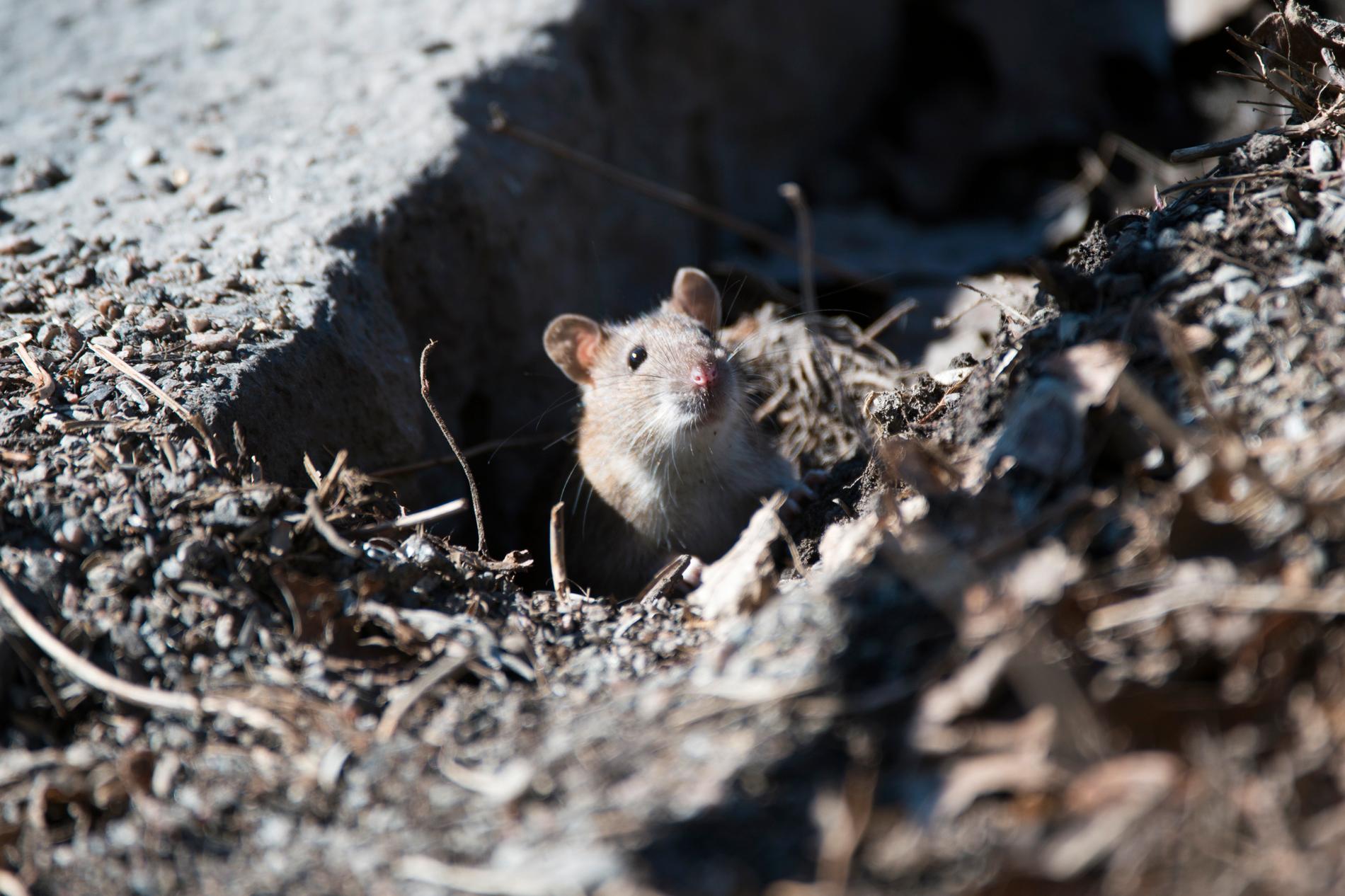 Råttor och andra gnagare är vanligaste smittkällan för böldpest.