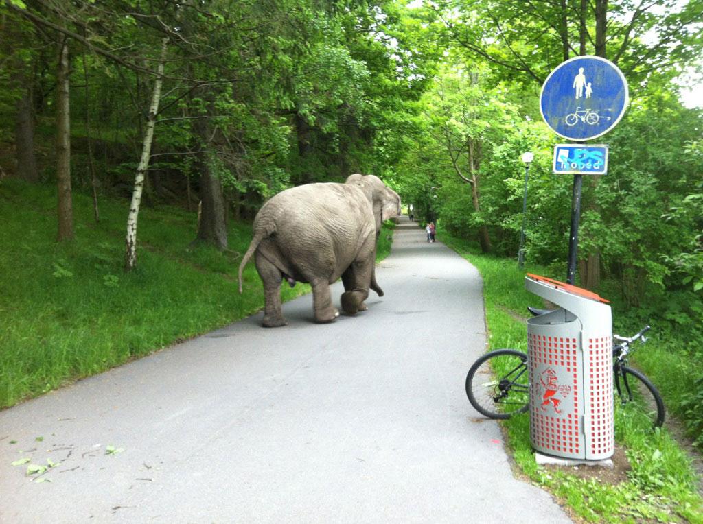 Den här elefanten håller sig till gångbanan.