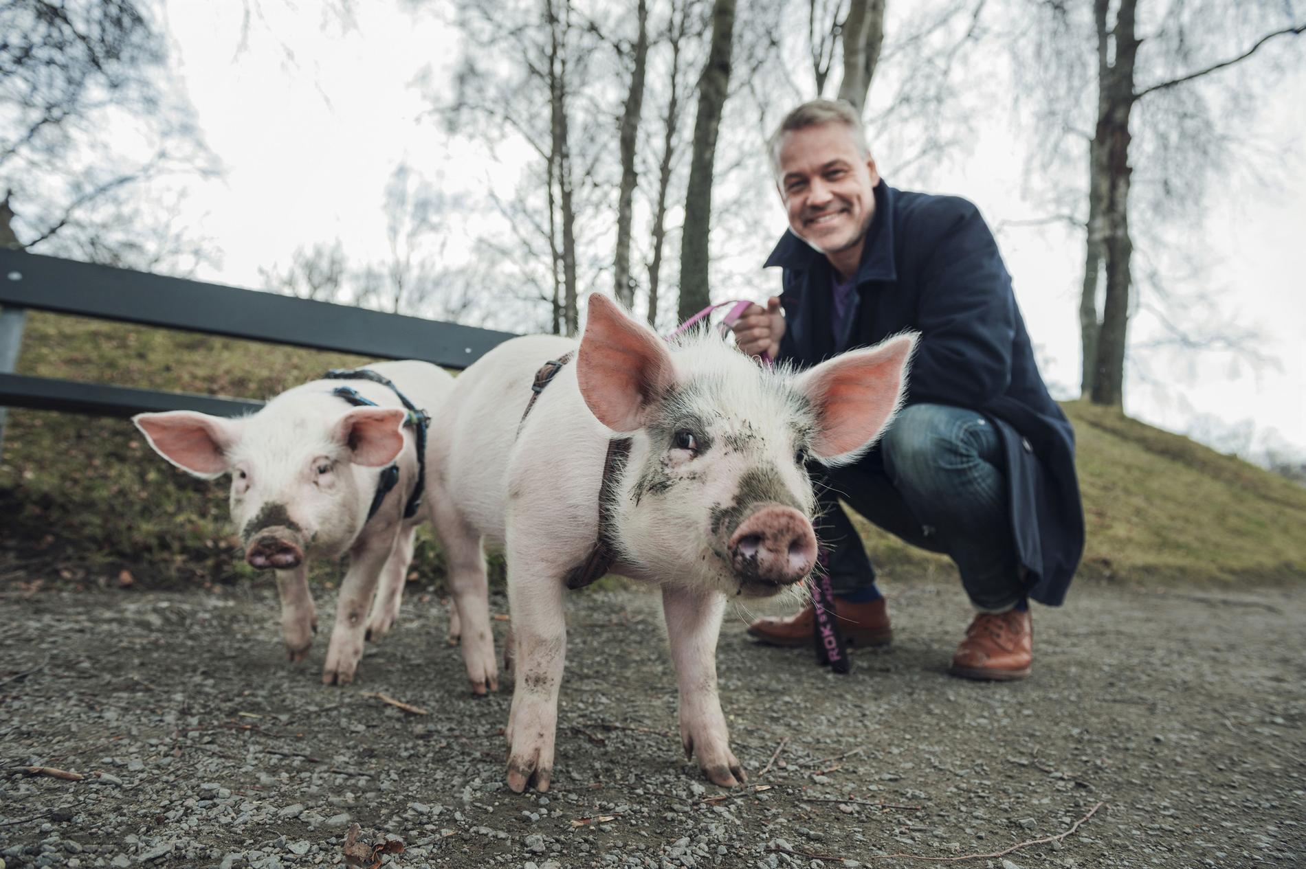 Madde, Victoria & Henrik. Schyffert umgås med grisar i SVT:s ”Köttets lustar”. 