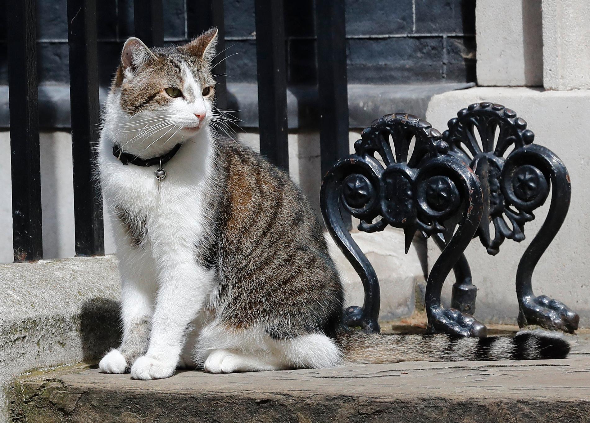 Katten Larry utanför 10 Downing Street.