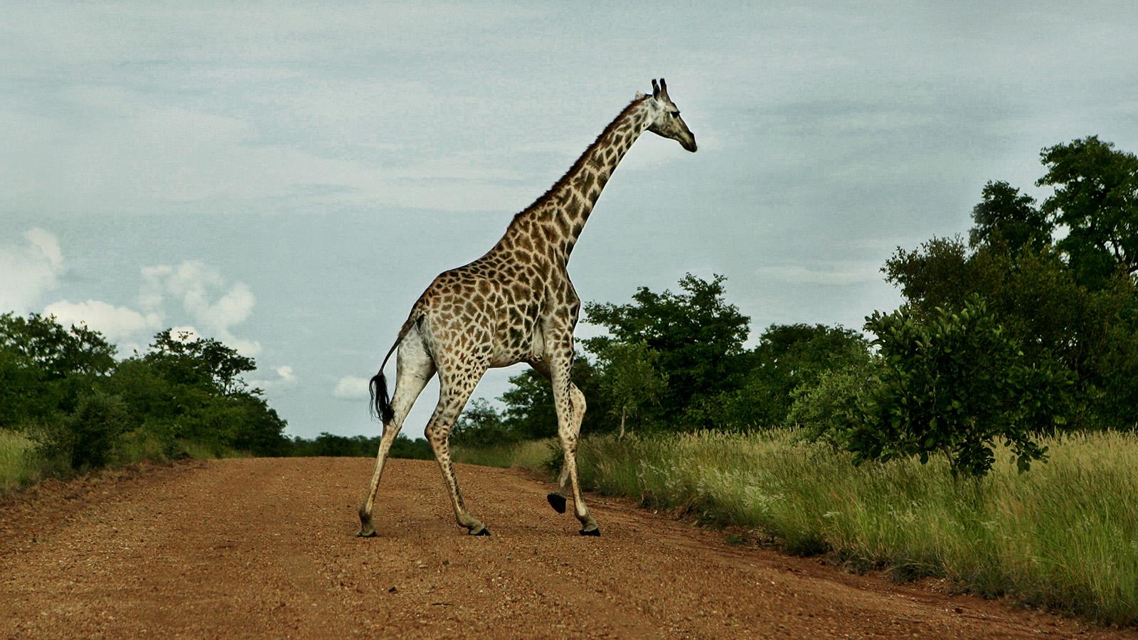 Det var under in filminspelning i Sydafrika som en giraff gick till attack (giraffen på bilden har ingenting med händelsen att göra)