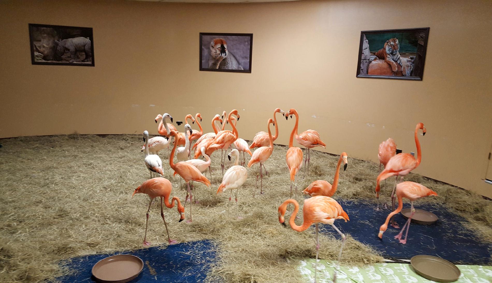 Flamingos i Florida har flyttats till säker plats.