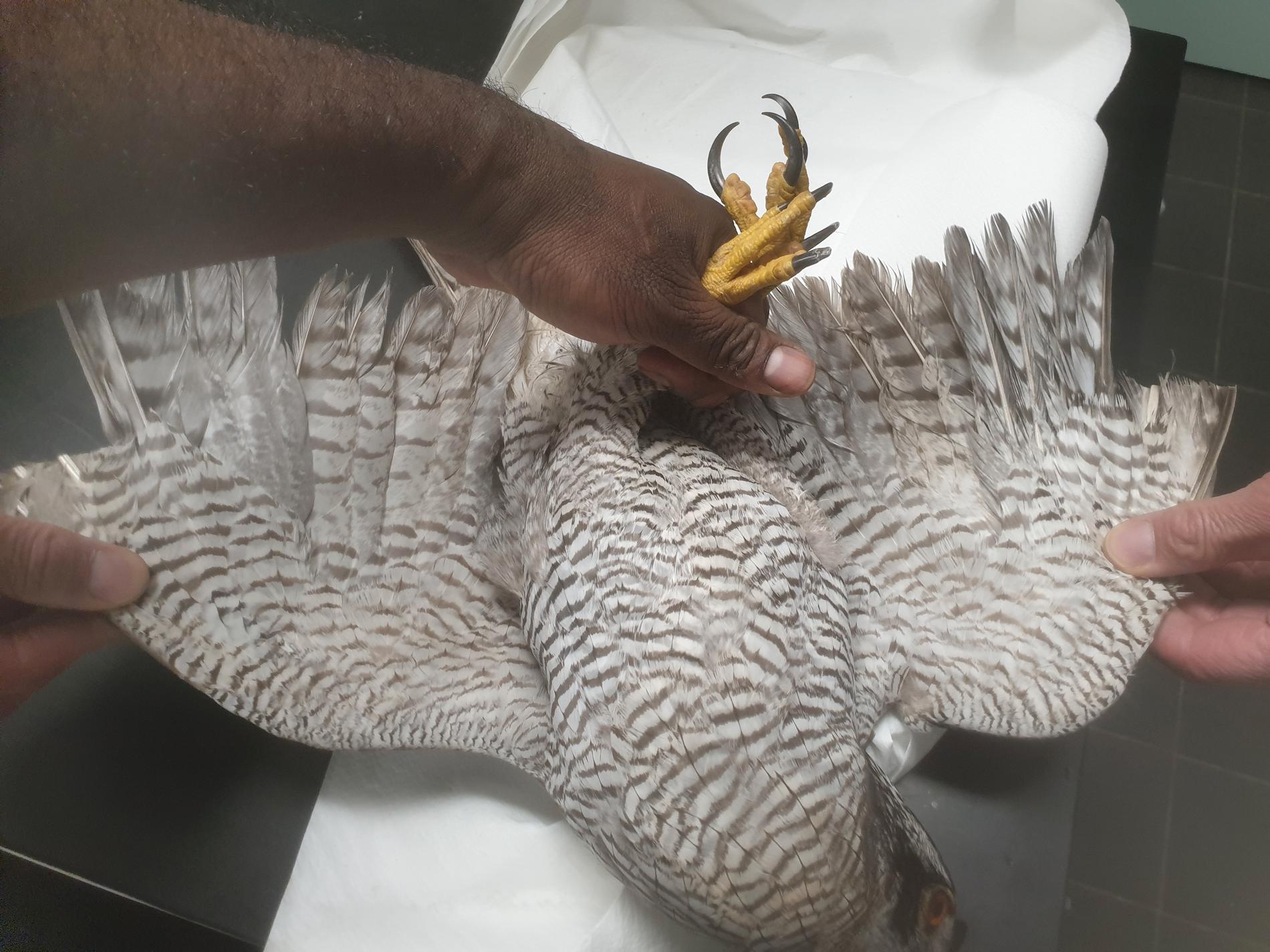 "Exakt lika många handpennor på respektive vinge var avklippta i en jämn och fin linje", skriver Stockholms vildfågel rehab i inlägget på Facebook.