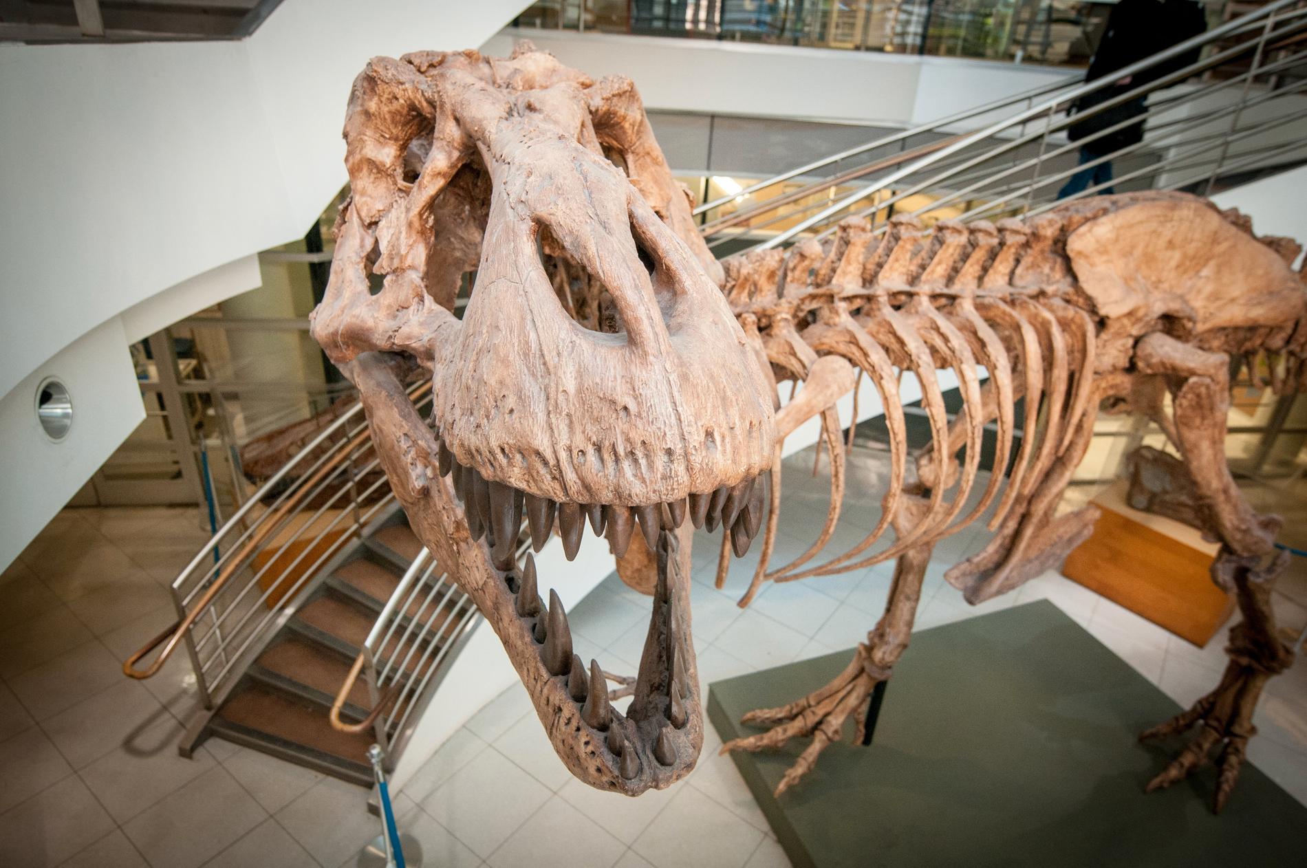 Det fanns "bara" cirka 20 000 tyrannosaurier på en och samma gång, när det begav sig. Men totalt har det funnits miljarder av dem, visar forskning. På bilden syns en avgjutning av ett av de 32 mer eller mindre kompletta fossila skelett av detta djur som någonsin har hittats. Arkivbild.