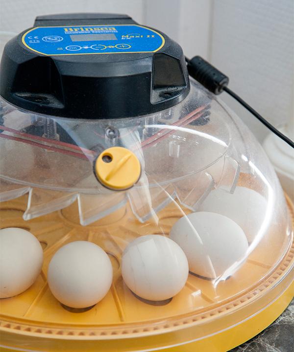 Äggkläckningsmaskinen gör det enkelt att hålla koll på äggen som ska kläcka.