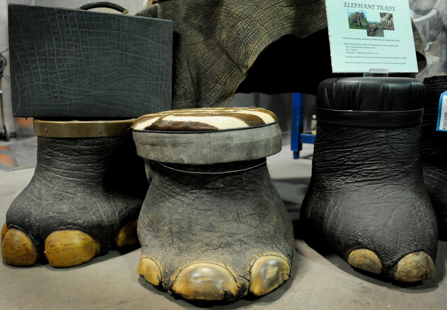 Elefantdelarna smugglas ut och säljs vidare som inredningsdetaljer. Här fötter som har blivit till pallar och väska av elefantskinn. Men nu tar myndigheterna hårdare grepp för att stoppa tjuvjakten. 