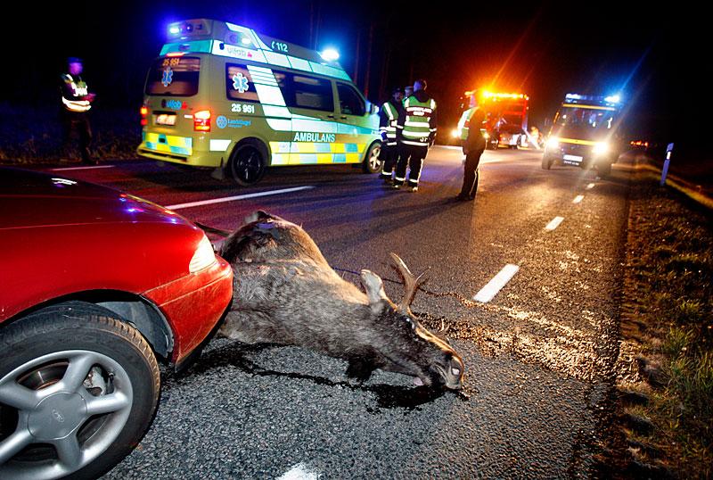 blodigt Varje år blir tiotusentals djur påkörda i trafiken. Attonbladet har kartlagt platserna där olycksrisken är störst.