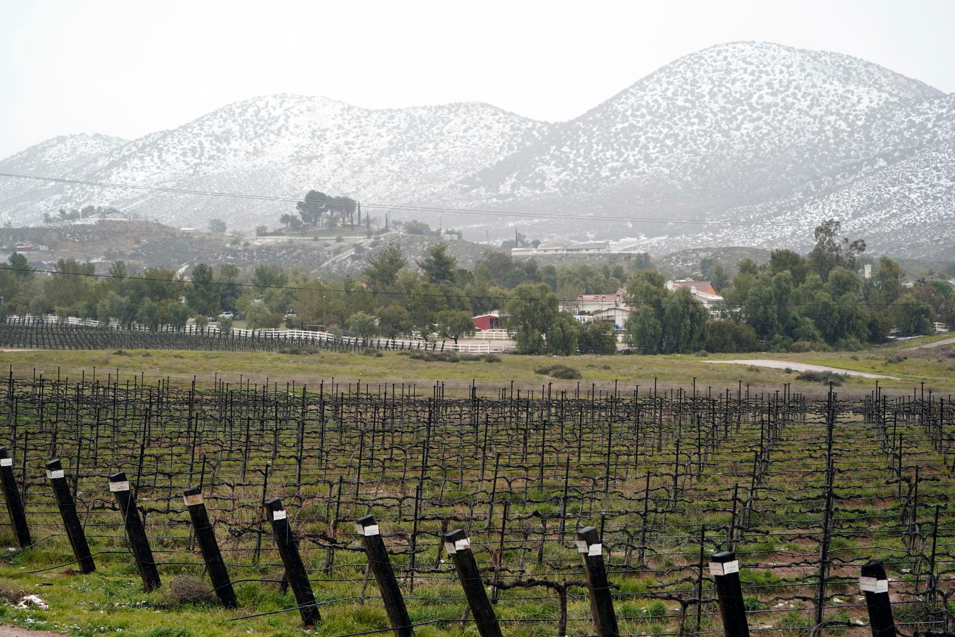 Snö på kullarna bakom en vingård i Agua Dulce i Kalifornien på fredagen. 