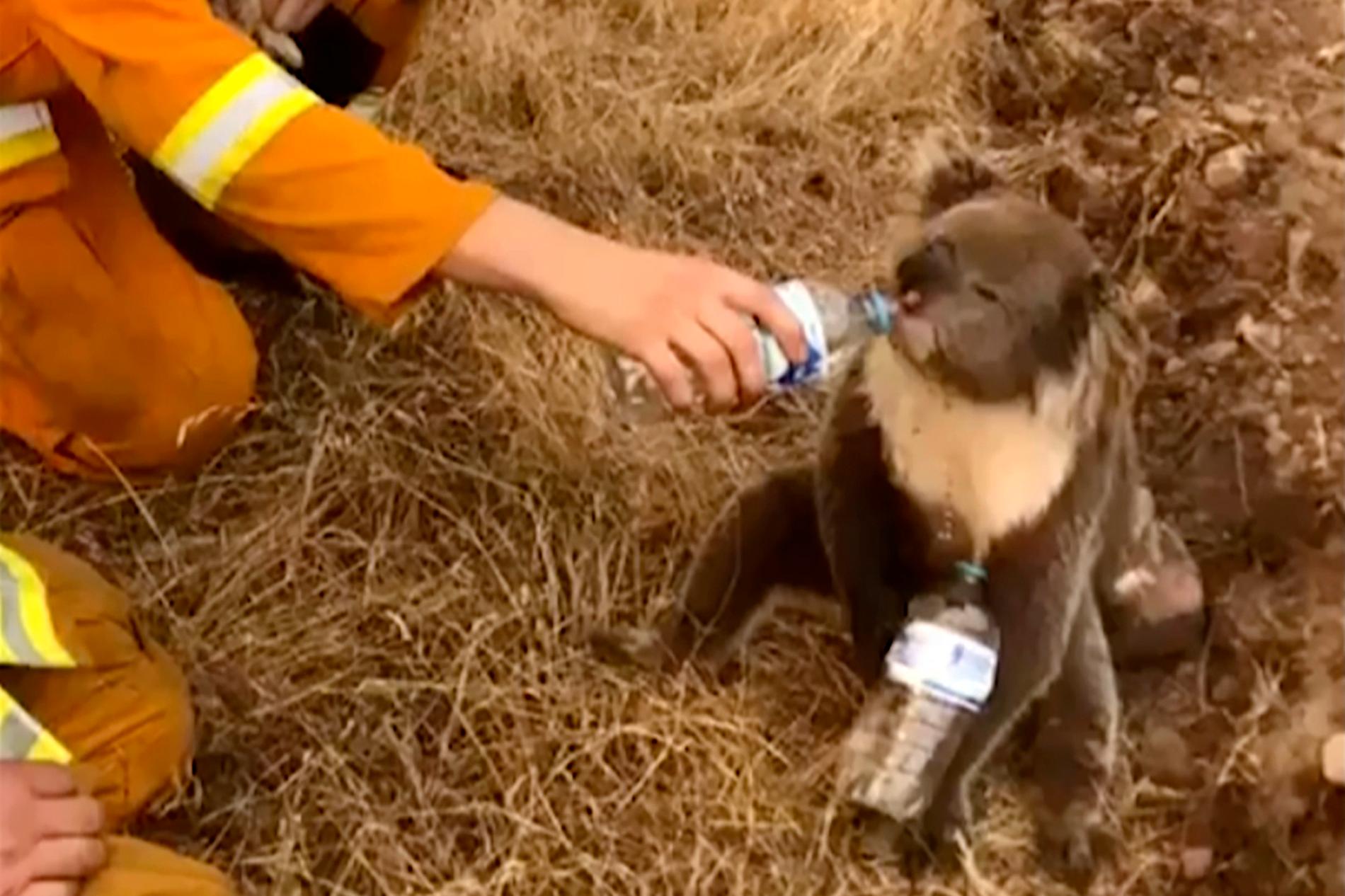 En koala får vatten ur en flaska från en brandman i Australien.