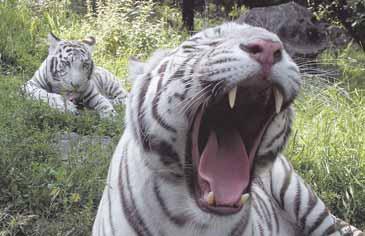 Den vita tigern Chili, 2,5 år, visar tänderna. Bakom henne ligger systern Curry. Båda är födda år 2001.