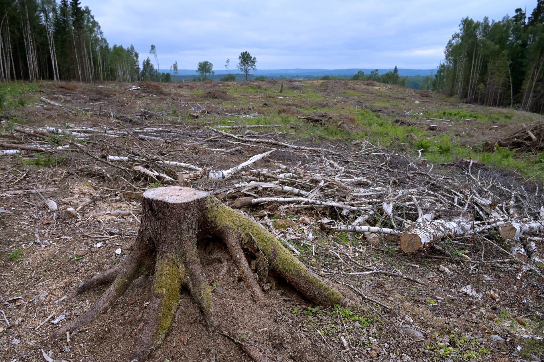 Ett kalhygge. Är det här framtiden för svenska skogen?