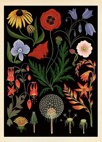 Vilda blommor, bland andra rudbeckia och maskros – illustration  ur ”Botanicum”.