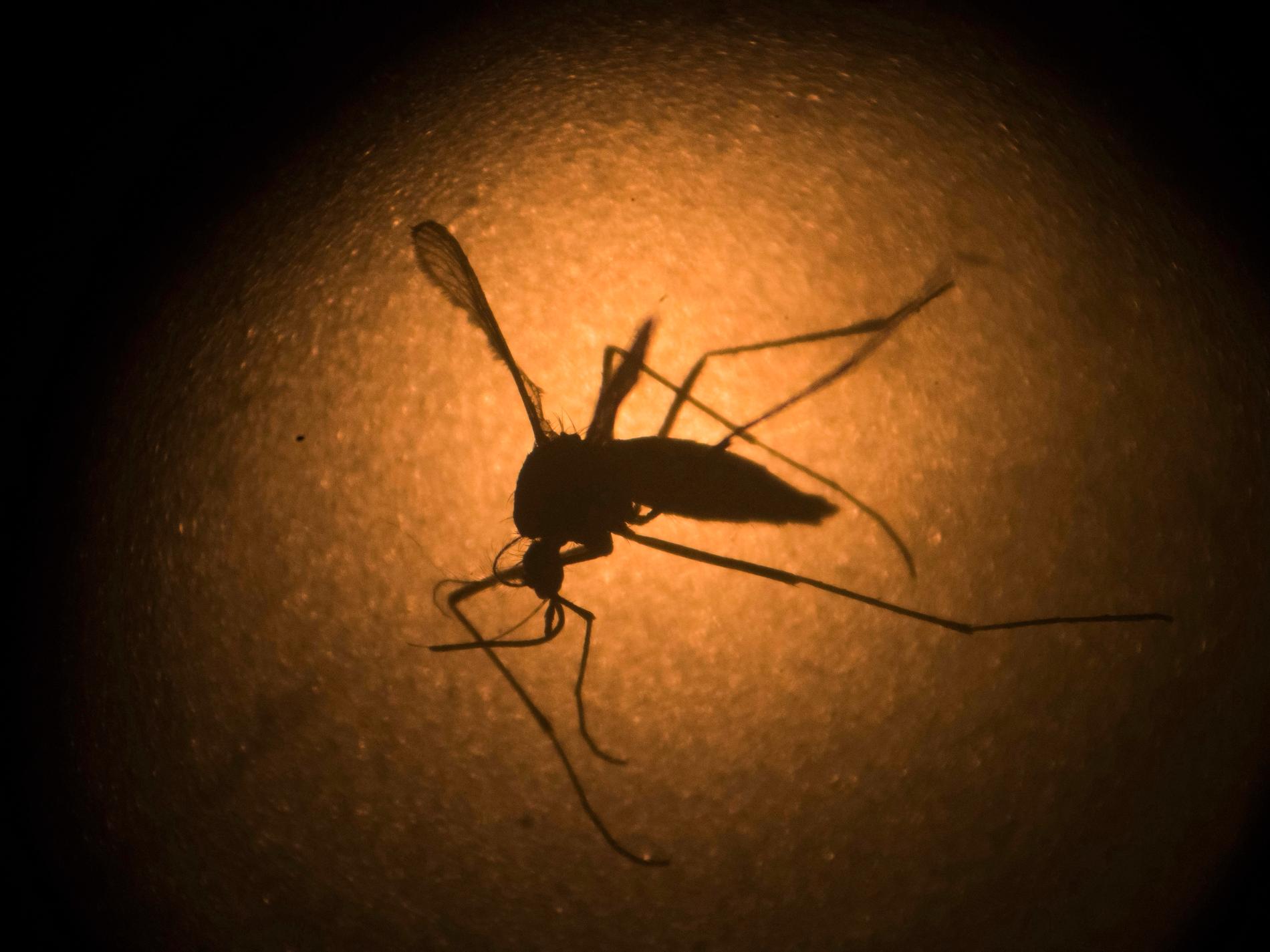 Myggor från labb ska lösa myggproblem i LA