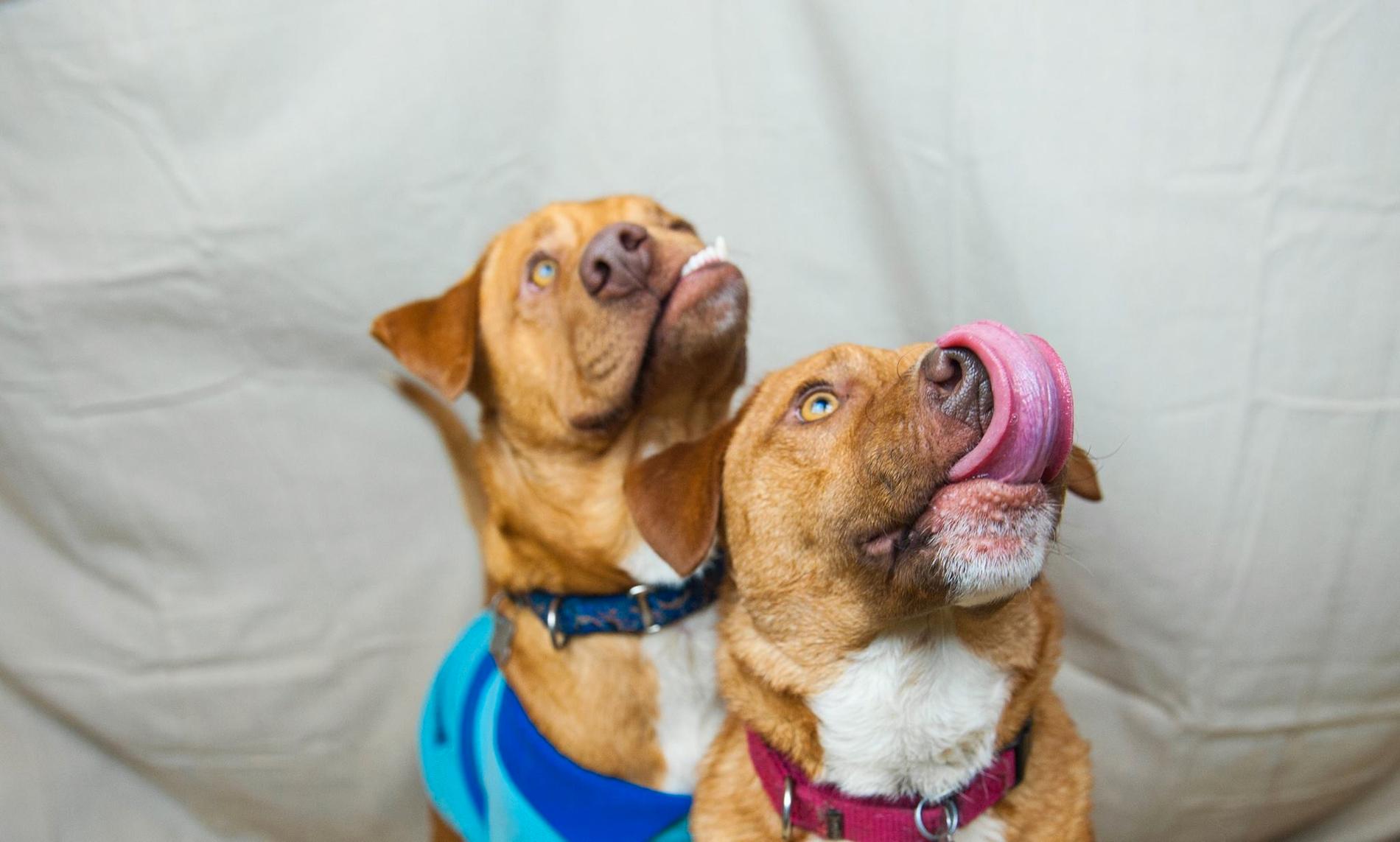 Picasso och Pablo räddades av Luvable Dog Rescue.
