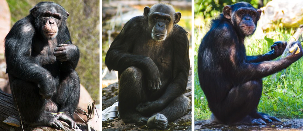  Här är schimpanserna Tjobbe, Linda och Manda. 