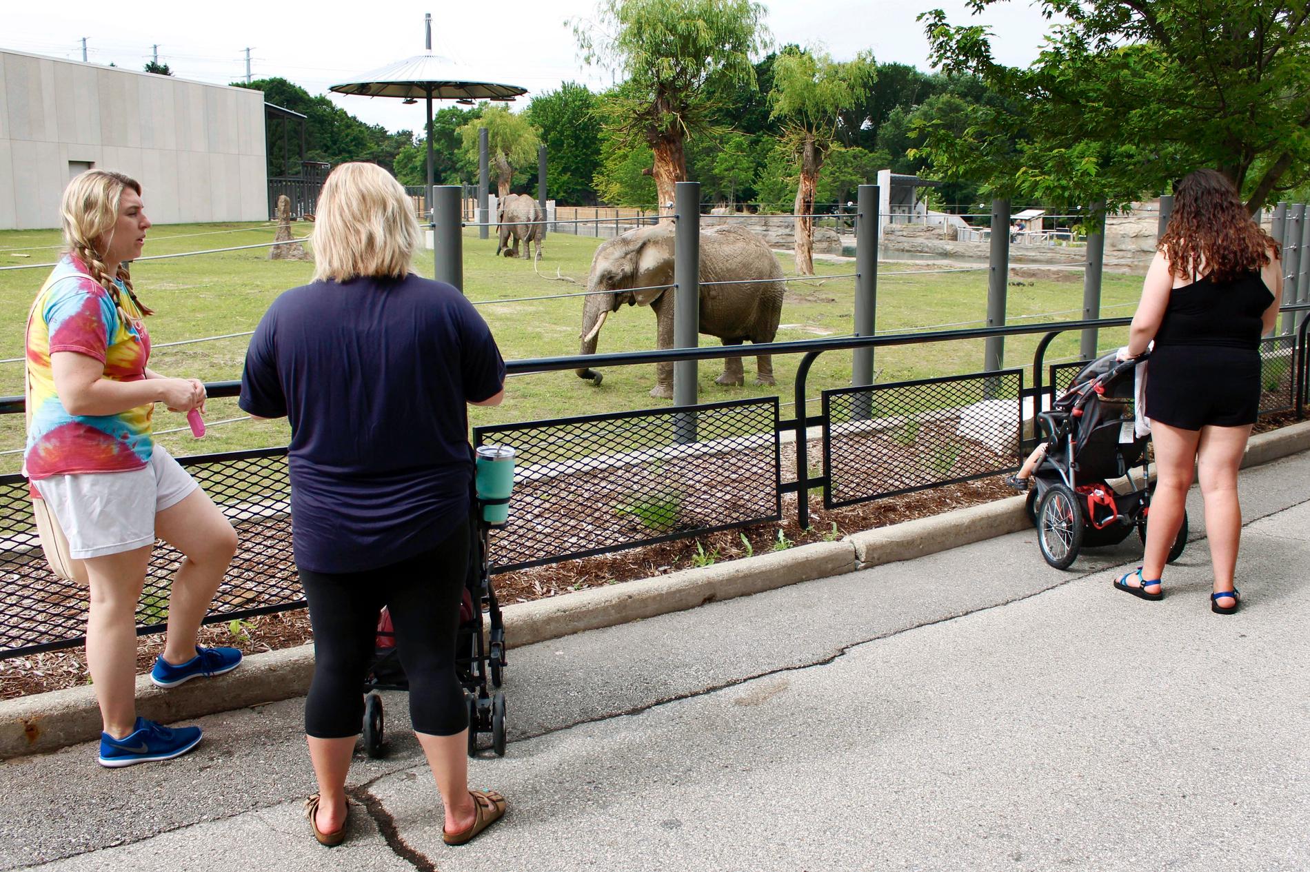 Zoobesökare tittar på två afrikanska elefanter i Milwaukee, USA. Arkivbild.