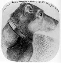 15-åriga Emilys porträtt av hunden Grasper, ur boken.