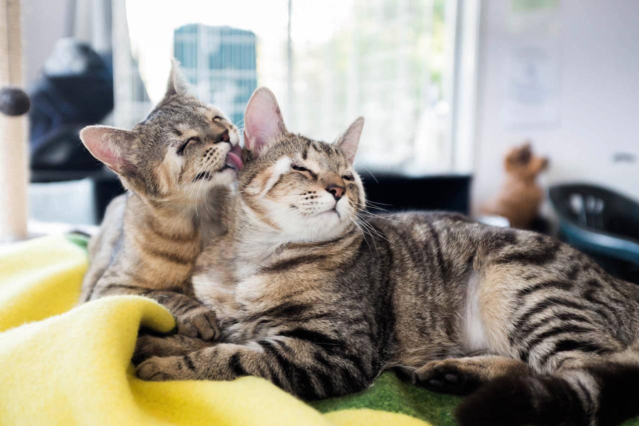 Fotografen Patrick Jones har tagit bilder på de söta – och speciella – katterna.