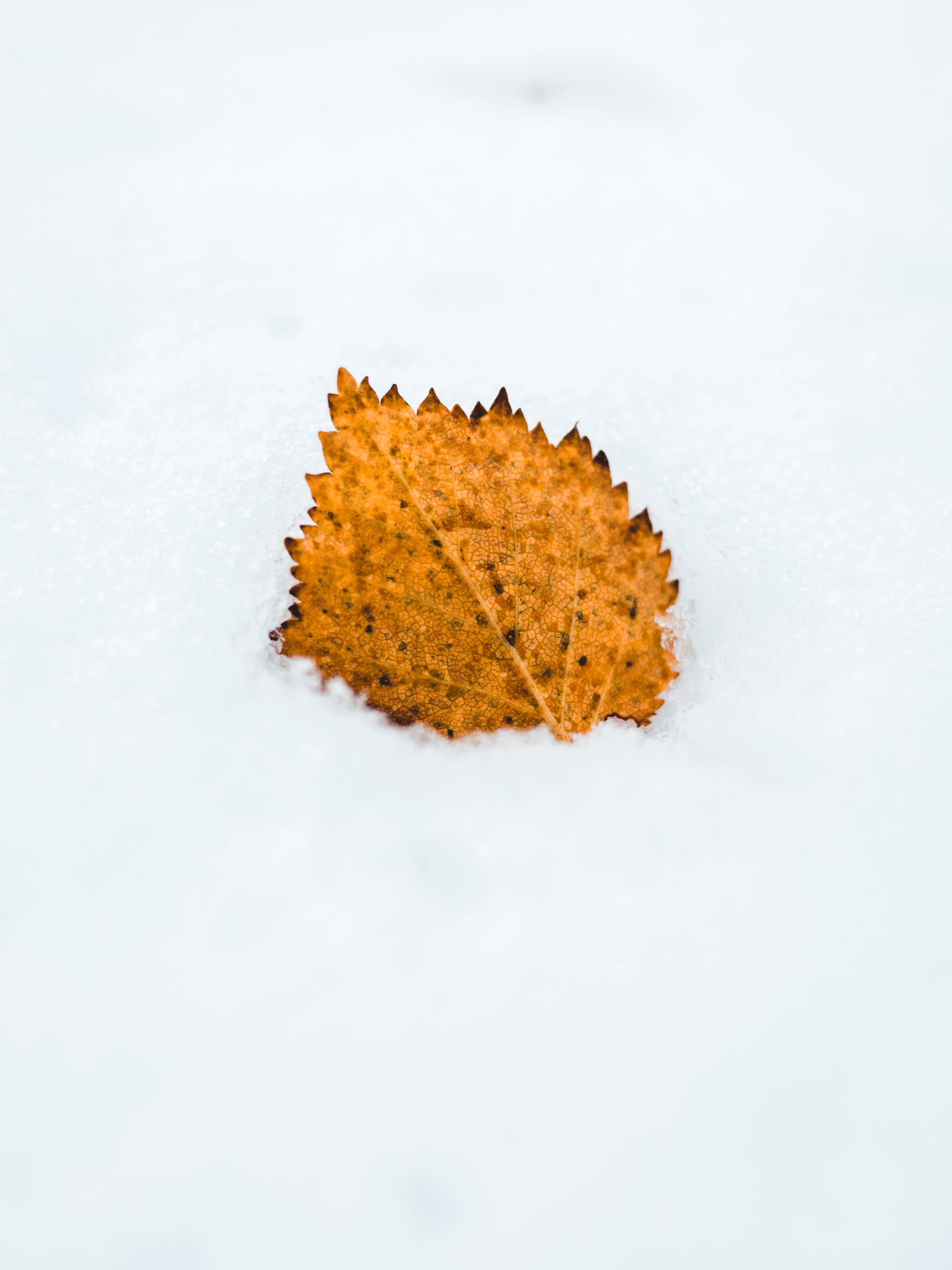 Jonas arbetar med foto och har här avbildat hur hösten möter vintern i fjällen.