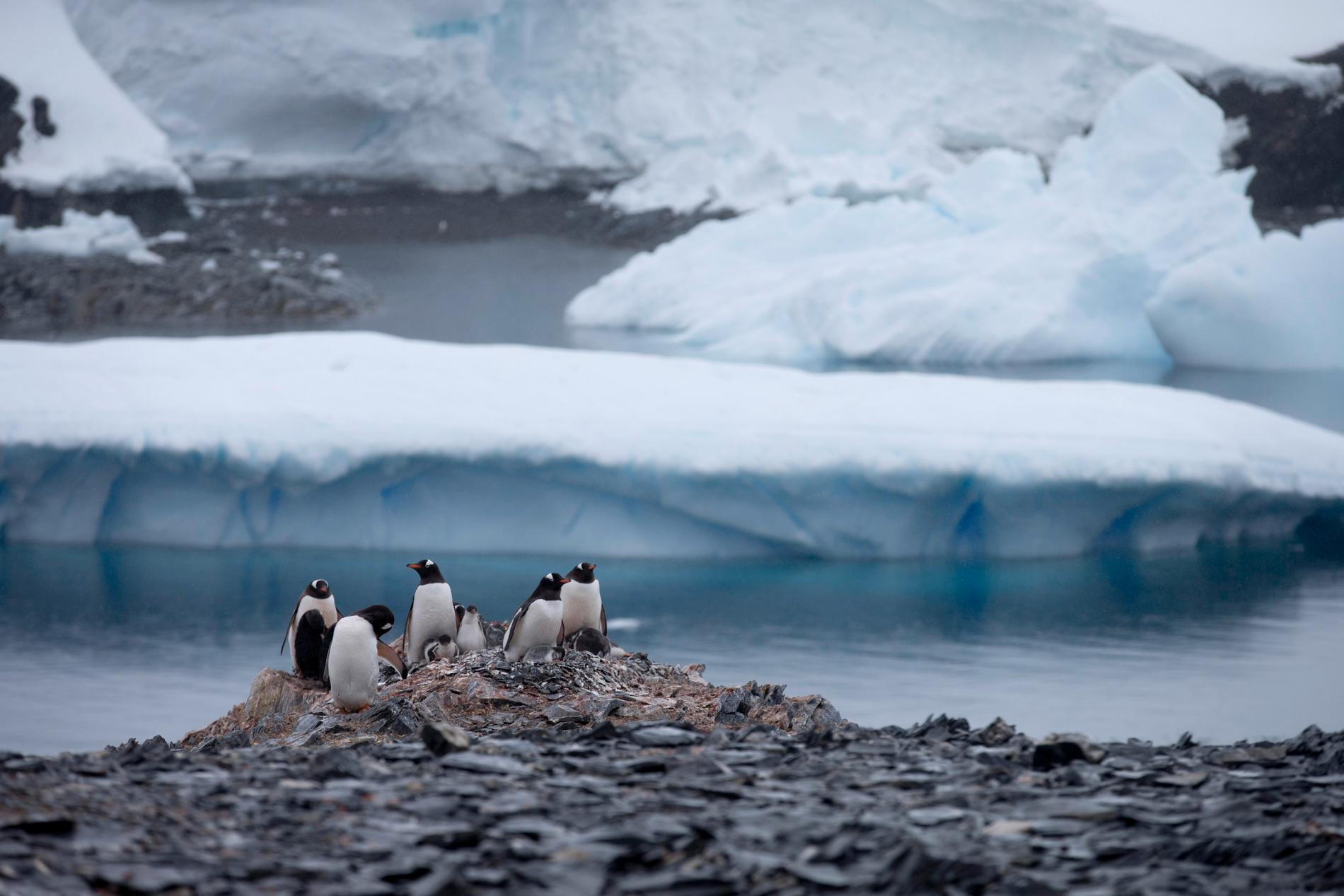 Pingviner på en klippa i Antarktis. Arkivbild.