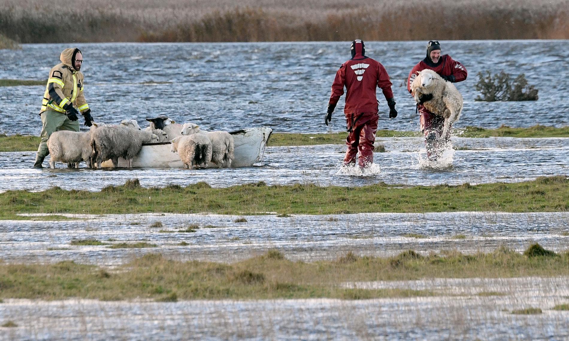 Ägaren till fåren trodde att de skulle drunkna om inte räddningstjänsten kommit till undsättning.