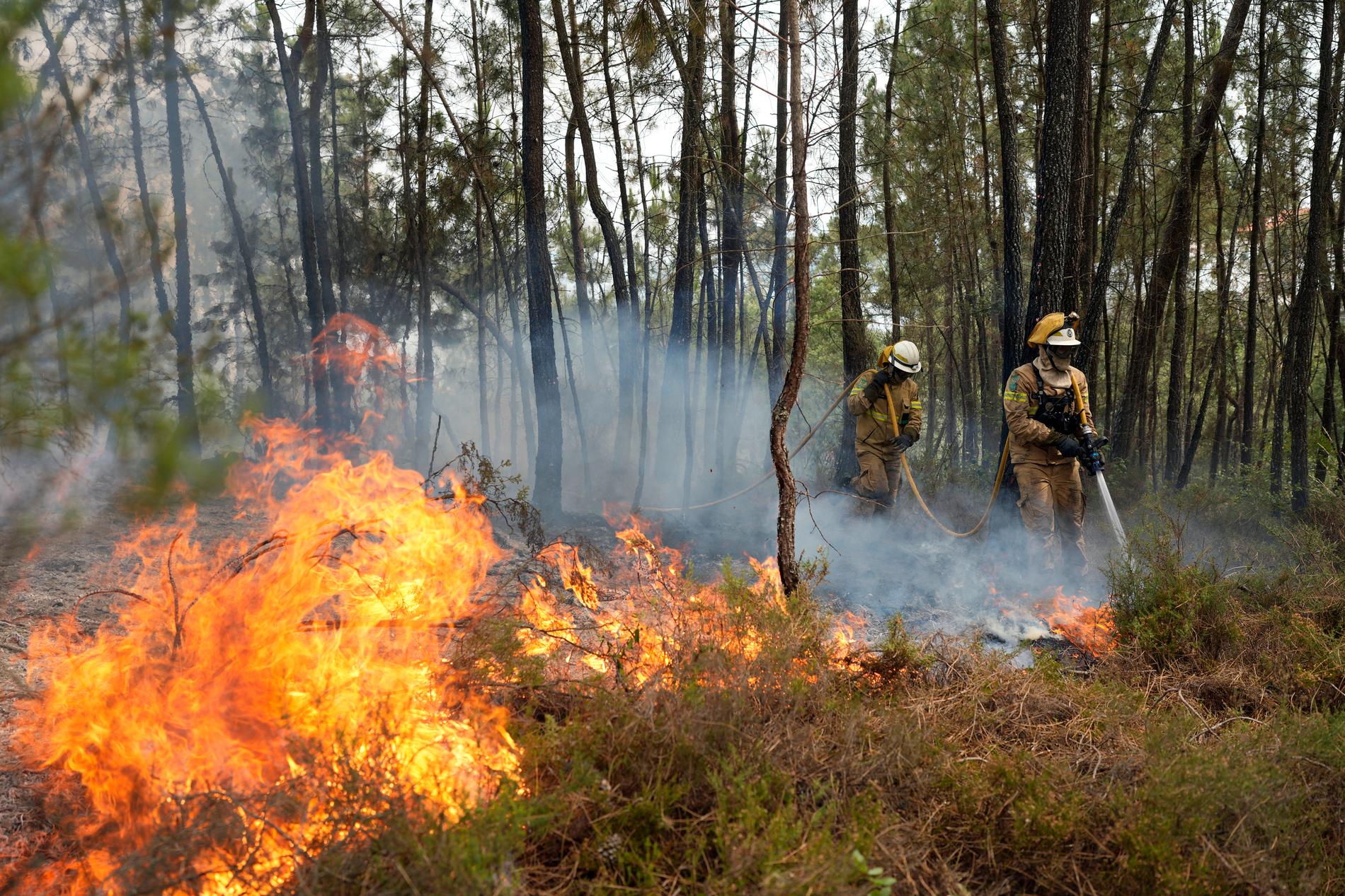Hundratals har dött i skogsbränderna i Portugal.
