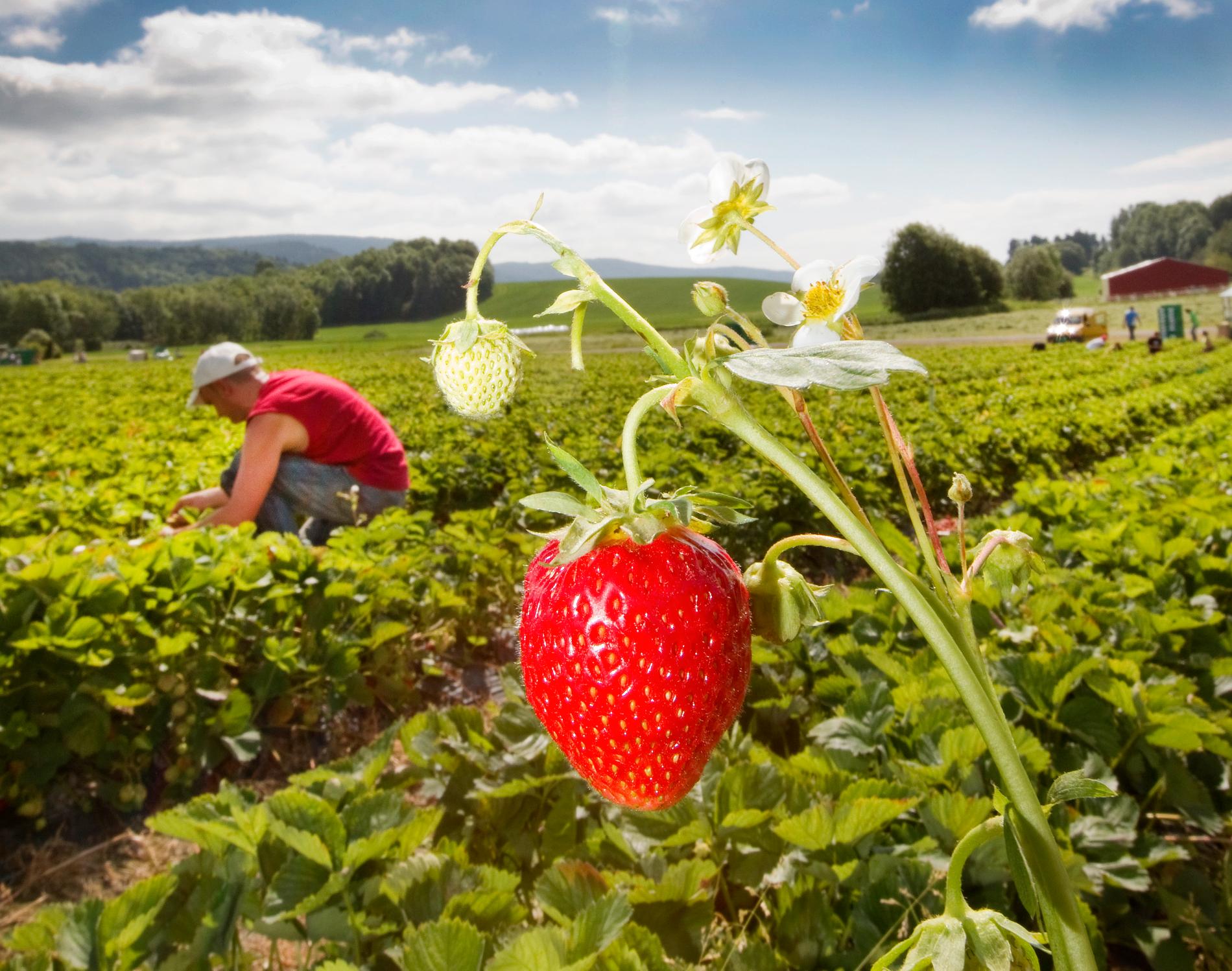 Regeringen gör undantag i inreseförbudet för säsongsarbetare bland annat för att det ska kunna finnas jordgubbar i midsommar enligt finansmarknadsminister Per Bolund (MP). Arkivbild.