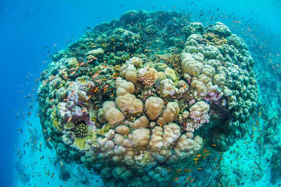 Undervattenslivet runt om bjuder på färgglada koraller och fiskar...