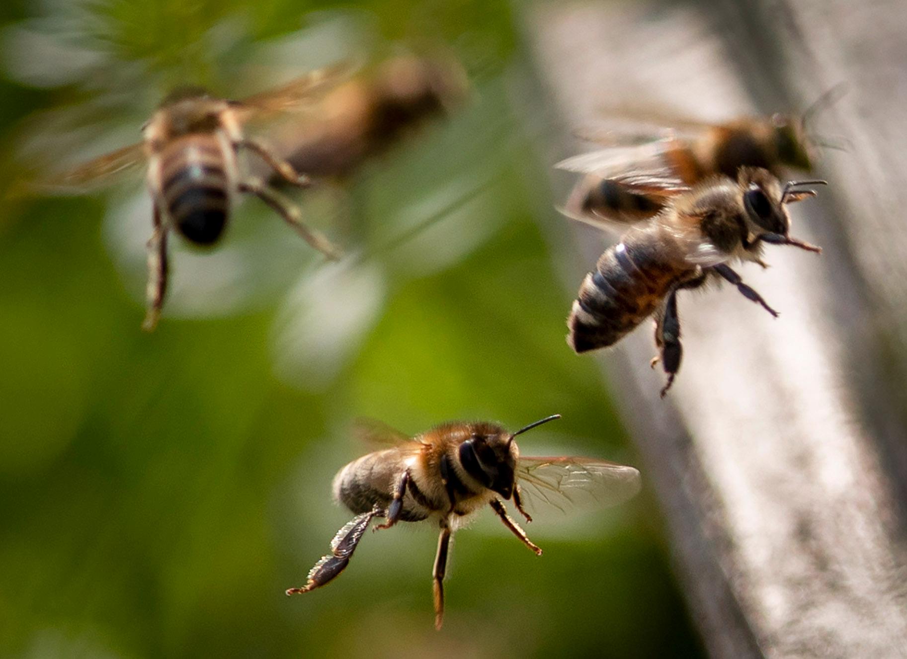 Det finns ett antal smittsamma sjukdomar som drabbar honungsbin. Bland annat Amerikansk yngelröta, Varroa och Nosema. Arkivbild.