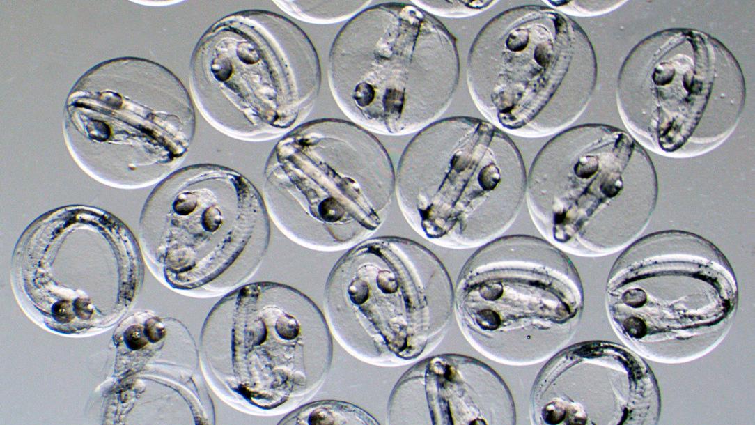 Torskägg sedda med hjälp av mikroskop. Arkivbild.
