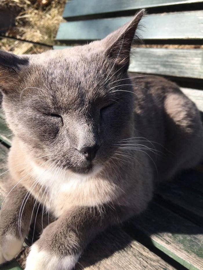 Katten Cato njuter av solen.