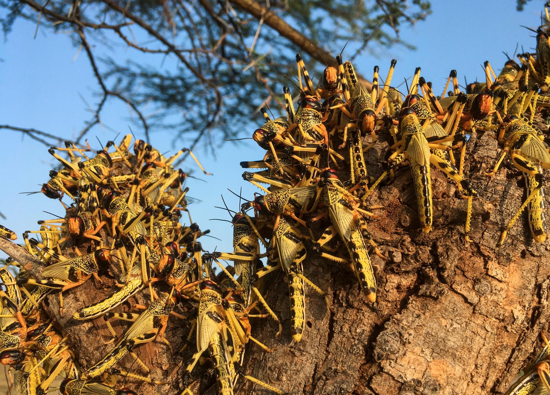Gräshopporna sitter tätt, tätt ihop på ett träd söder om Lodwar i Turkanaområdet i Kenya 2020 – då det värsta året på 70 år med gräshoppssvärmar. 