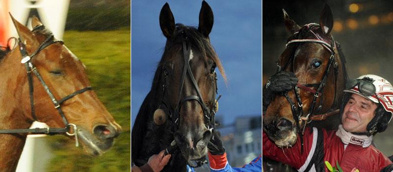 Khaki Broline, Altai och Västerbo Face It är tre hästar som Trav365:s Patrik Fernlund streckar i jakten på jackpotten och tio miljoner kronor.