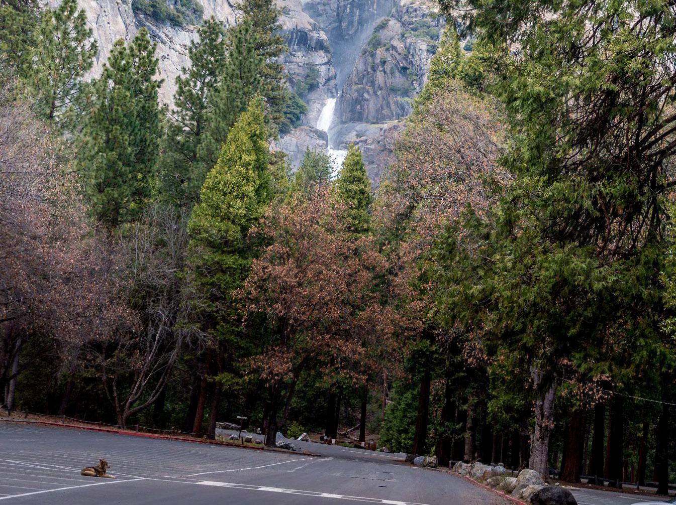 En ensam prärievarg syns på parkeringen i den amerikanska nationalparken Yosemite.