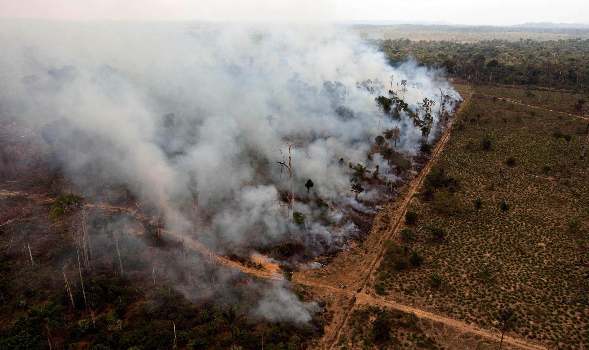 Ett avverkat regnskogsområde i Novo Progresso i Brasilien som brinner