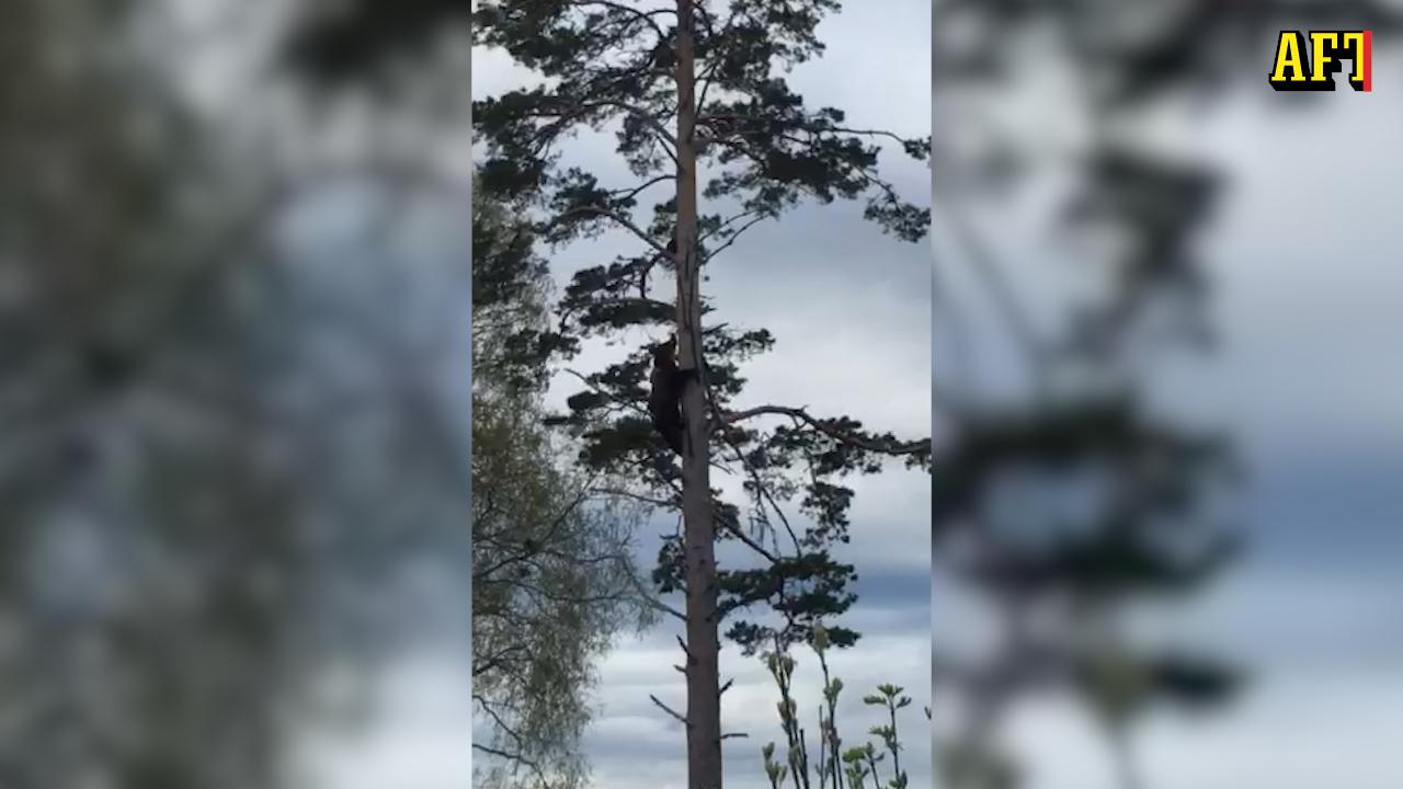 Björnen jagar katten upp för en tall