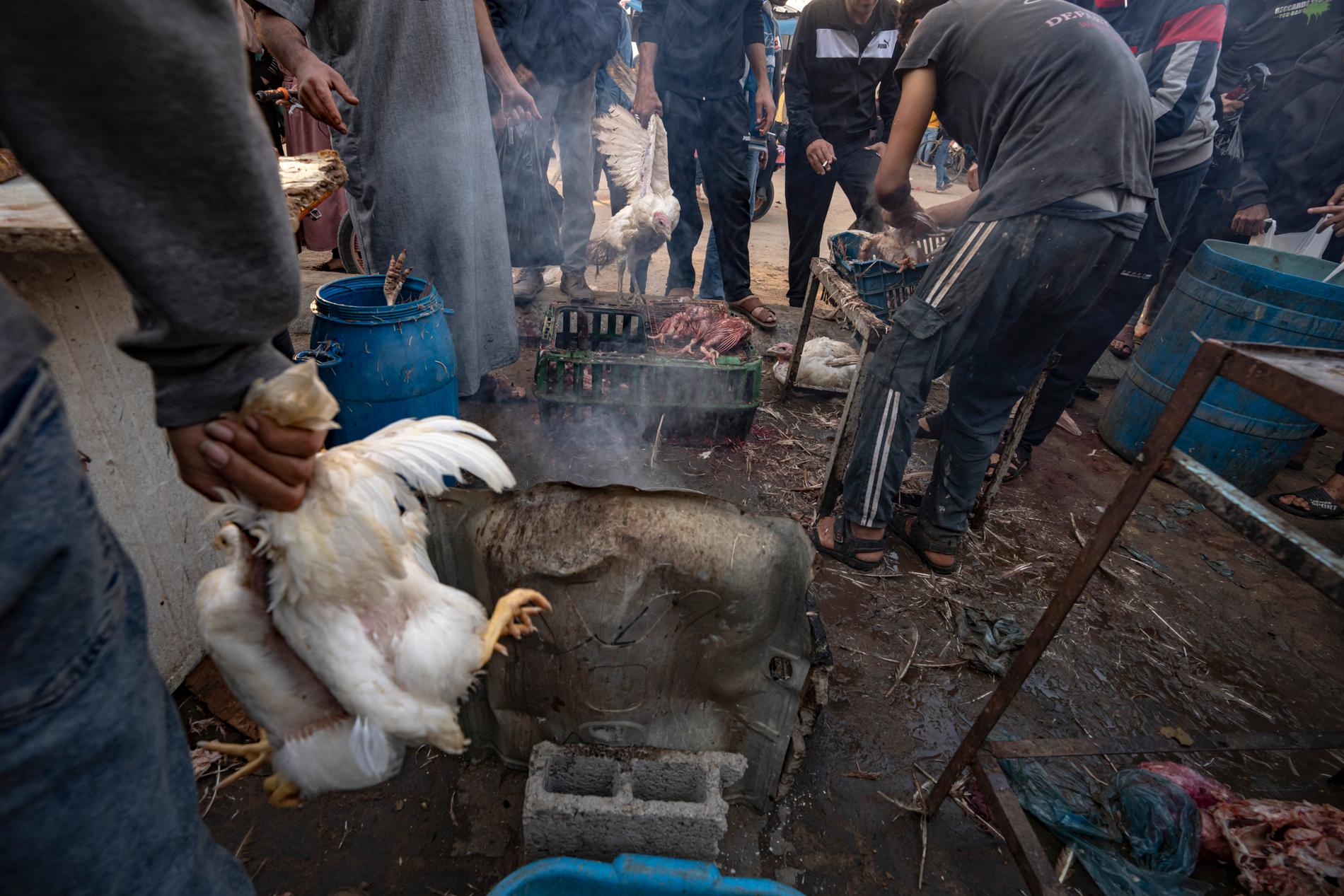 Kycklingar tillagas vid flyktinglägret Khan Younis på Gazaremsan.