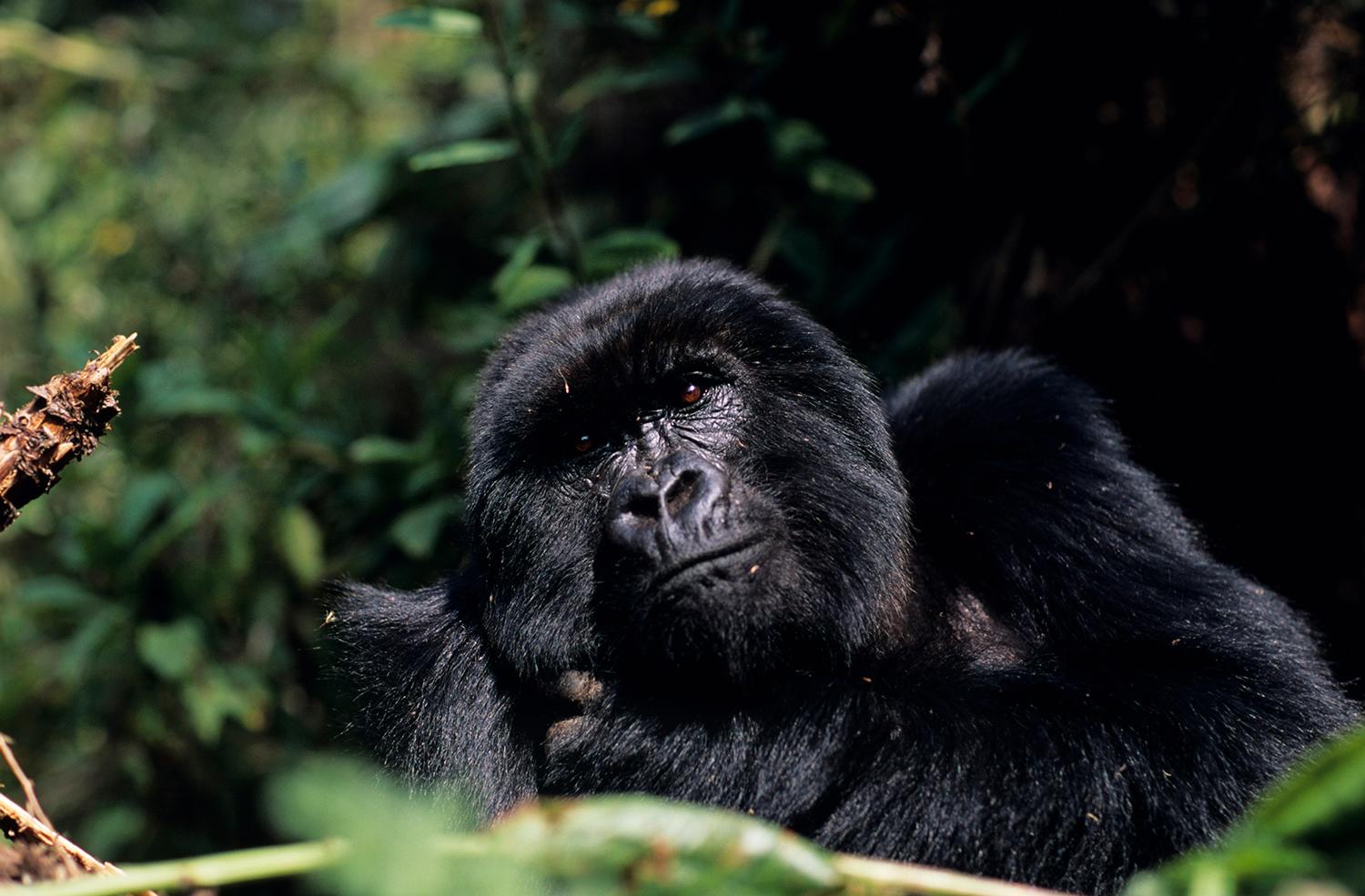I Rwanda har man lyckats skydda bergsgorillor genom ekoturism.