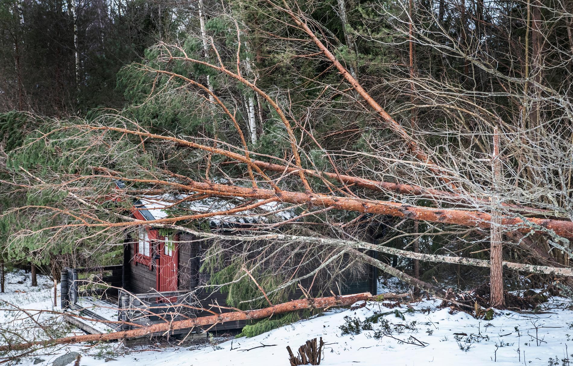 Nedfallna träd i Roslagen efter stormen Alfrida. Arkivbild.