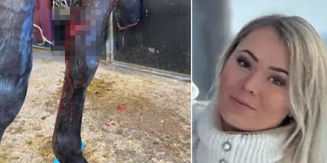 23-åriga amatörtränaren Wilma Gerklevs tvååriga sto Cubata attackerades av en hund och har genomgått en fyra timmar lång operation i Uppsala.  