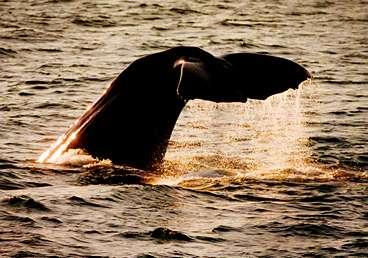 När Moby Dick har vilat klart i vattenytan dyker han långsamt ner i det svarta havet, med stjärtfenan i vädret. Kaskelotvalarna kan dyka ända ner till 3 000 meters djup.